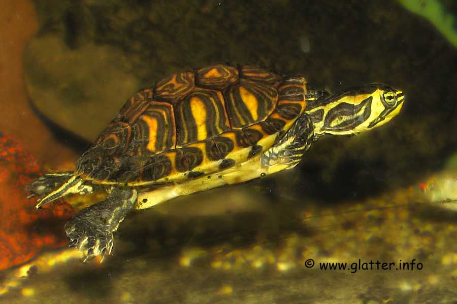 Gelbwangenschmuckschildkröten (Trachemys scripta troostii)