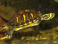 Gelbwangenschmuckschildkröte (Trachemys scripta troostii)