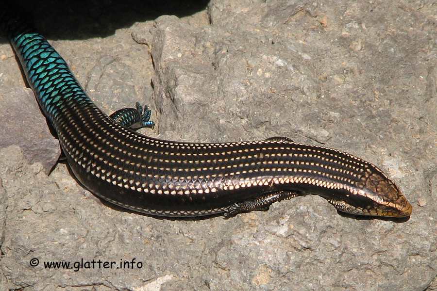 Gran Canaria Skink (Chalcides sexlineatus)