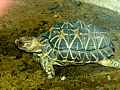 Indische Sternschildkröte (Geochelone elegans)