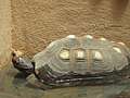 Köhlerschildkröte (Geochelone carbonaria)