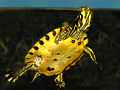 Rotwangenschmuckschildkröte (Trachemys scripta elegans)