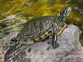 Rotwangenschmuckschildkröte (Trachemys scripta elegans)