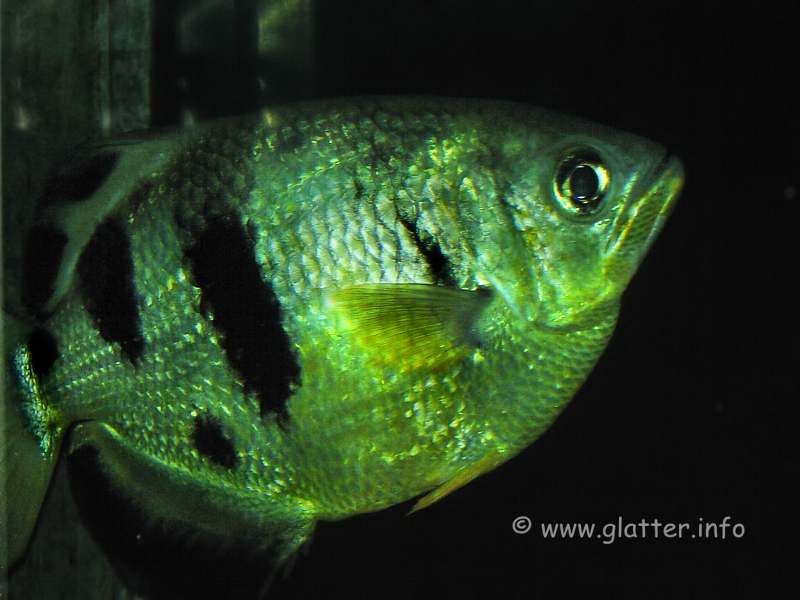 Fisch