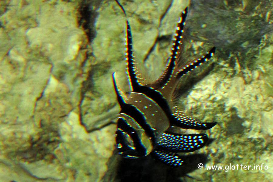 Banggai Kardinalbarsch (Pterapogon kauderni)