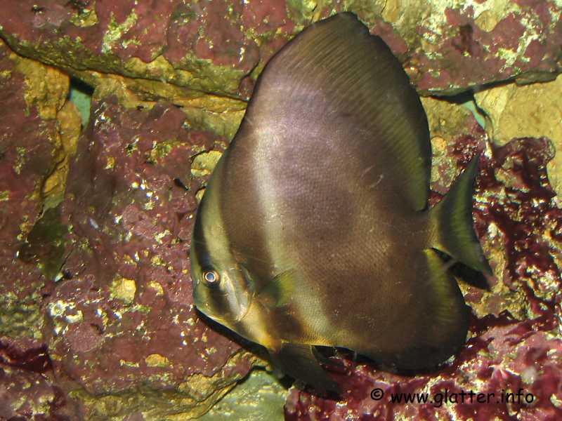 gewöhnlicher Fledermausfisch (Platax orbicularis)