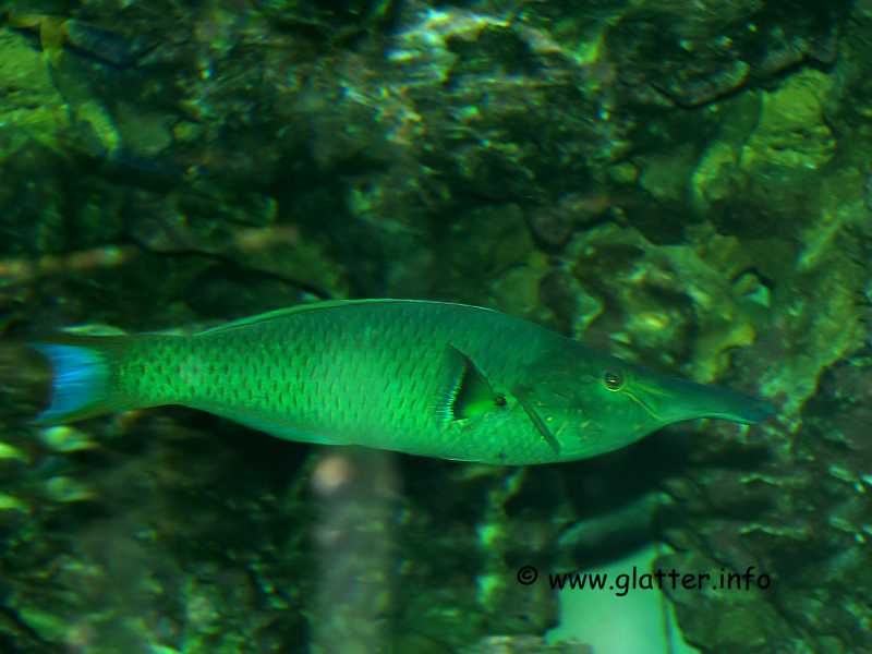 Grüner Schnabel Lippfisch (Gomphosus caeruleus)