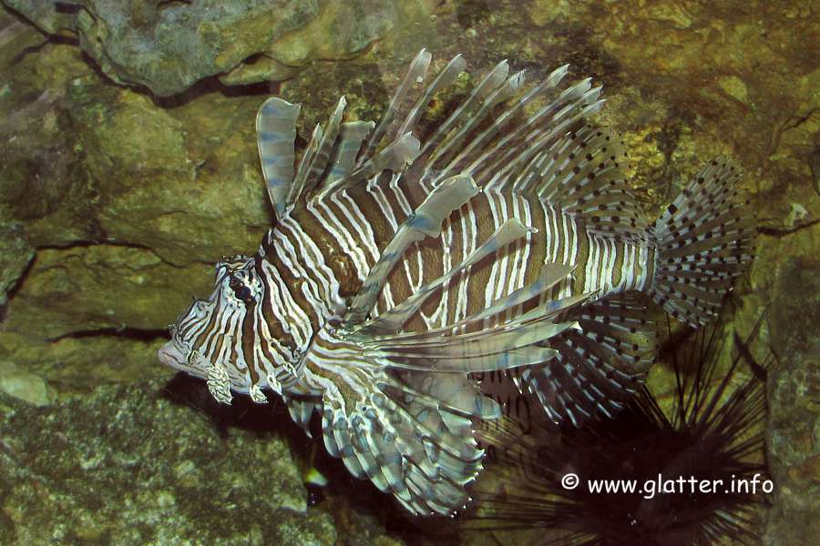 Pazifischer Rotfeuerfisch (Pterois volitans)