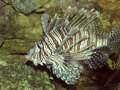 Pazifischer Rotfeuerfisch (Pterois volitans)