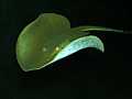 Pfauenaugen-Stechrochen (Potamotrygon motoro)