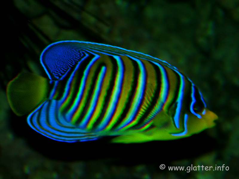 Pfauenkaiserfisch  (pygoplites diacanthus)