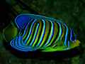 Pfauenkaiserfisch (Pygoplites diacanthus)