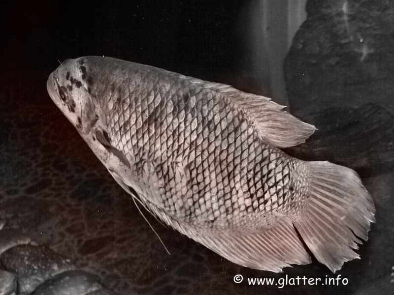 Riesengurami (Osphronemus)