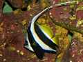 Rotmeer Wimpelfisch (Heniochus acuminatus)