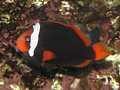 Schwarzflossen-Anemonenfisch (Amphiprion melanopus)