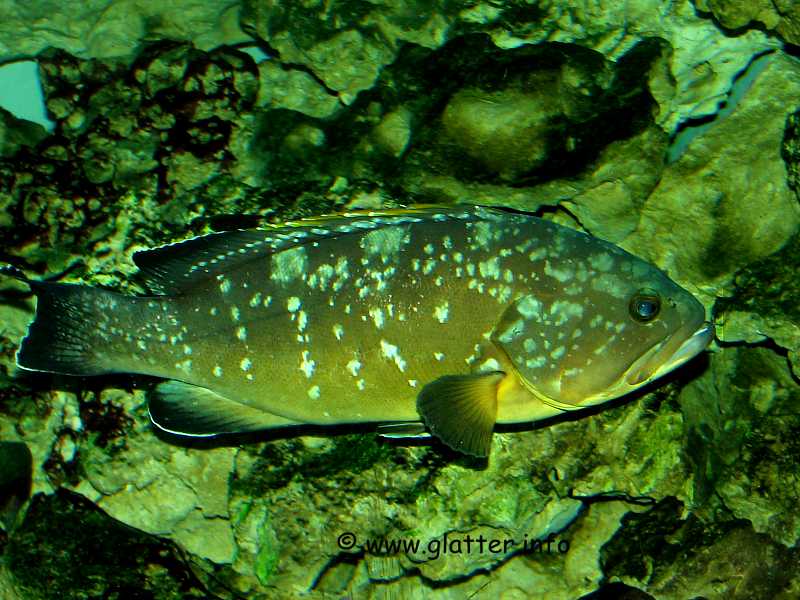 Zackenbarsch (Epinephelus marginatus)