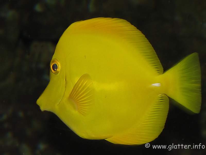 Fisch