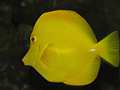 Zitronenflossen-Doktorfisch (Zebrasoma flavescens)