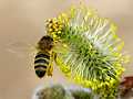 Honigbiene (Apis mellifera) auf Weidenkätzchen (Salix spec)