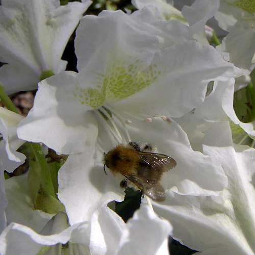 Blüte