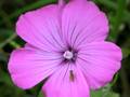 Blüte