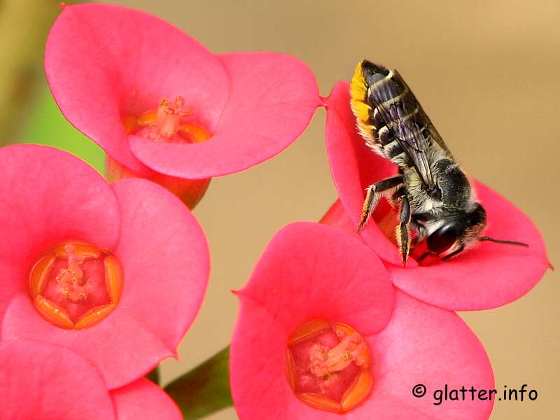 Blattschneiderbiene der Gattung Megachile
