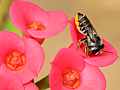 Blattschneiderbiene der Gattung Megachile 