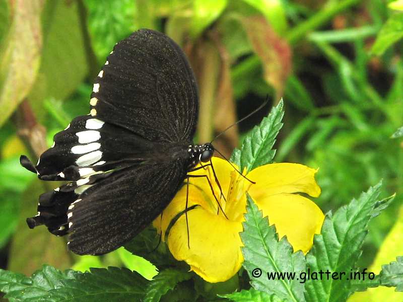 Kleiner Mormon (Papilio polytes)