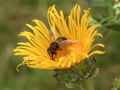 Schwebfliege auf Blüte