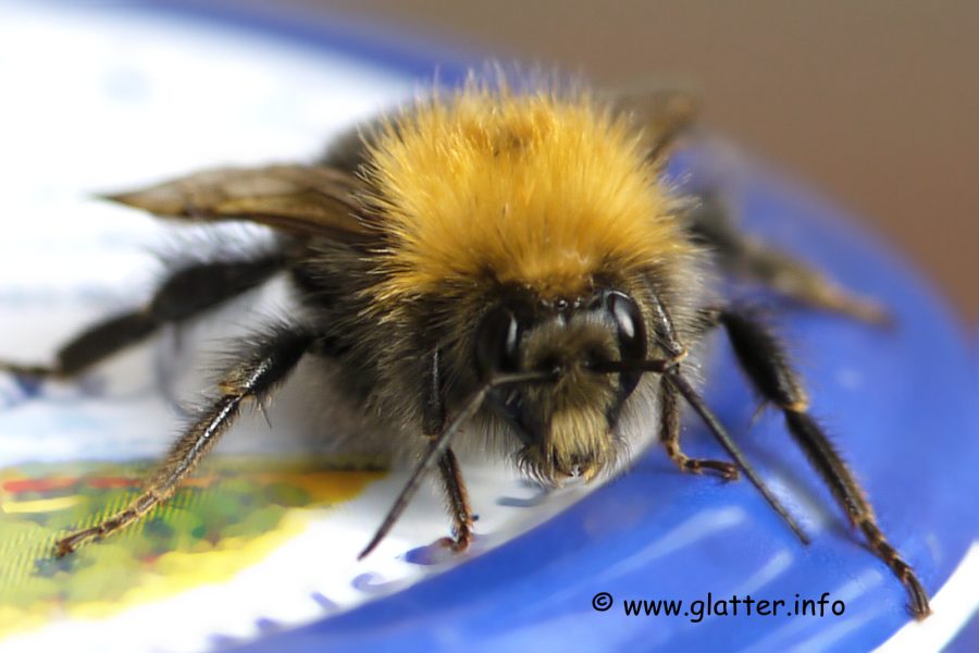 Baumhummel (Bombus hypnorum)