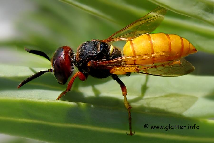 bienenwolf