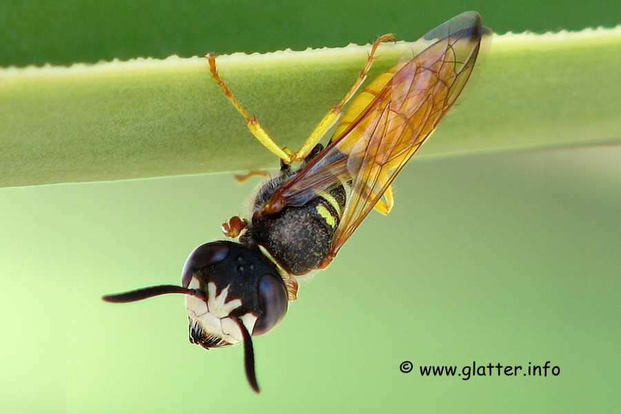 bienenwolf