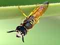 Bienenwolf (Philanthus triangulum) auf Gran Canaria