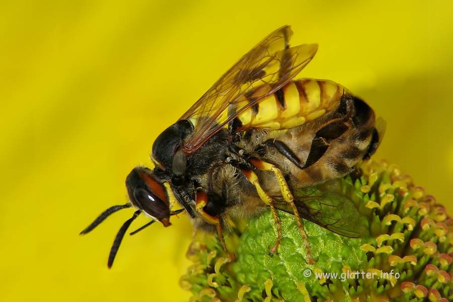 Bienenwolf (Philanthus triangulum) mit Honigbiene als Beute