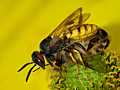 Bienenwolf (Philanthus triangulum)
