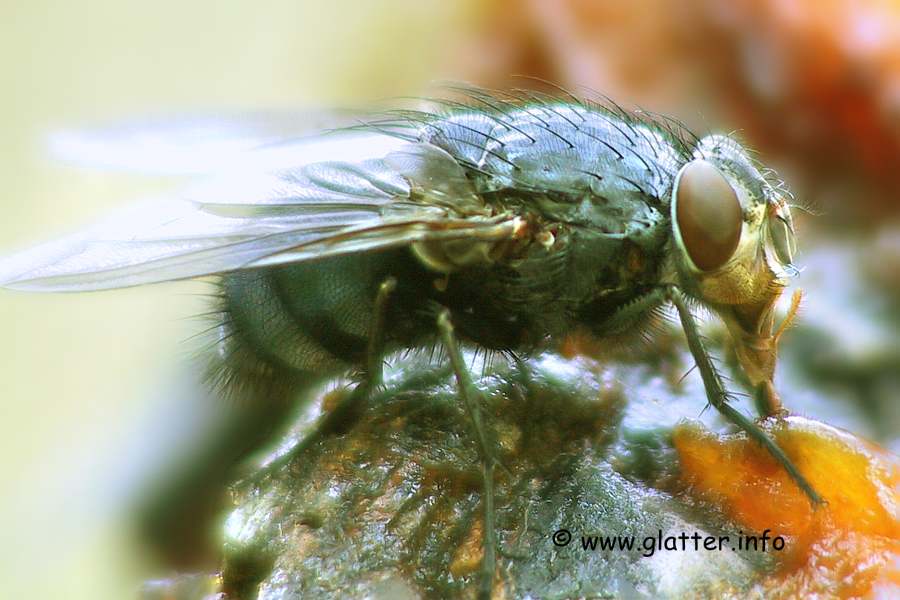 Blaue Schmeißfliege (Calliphora vicina)