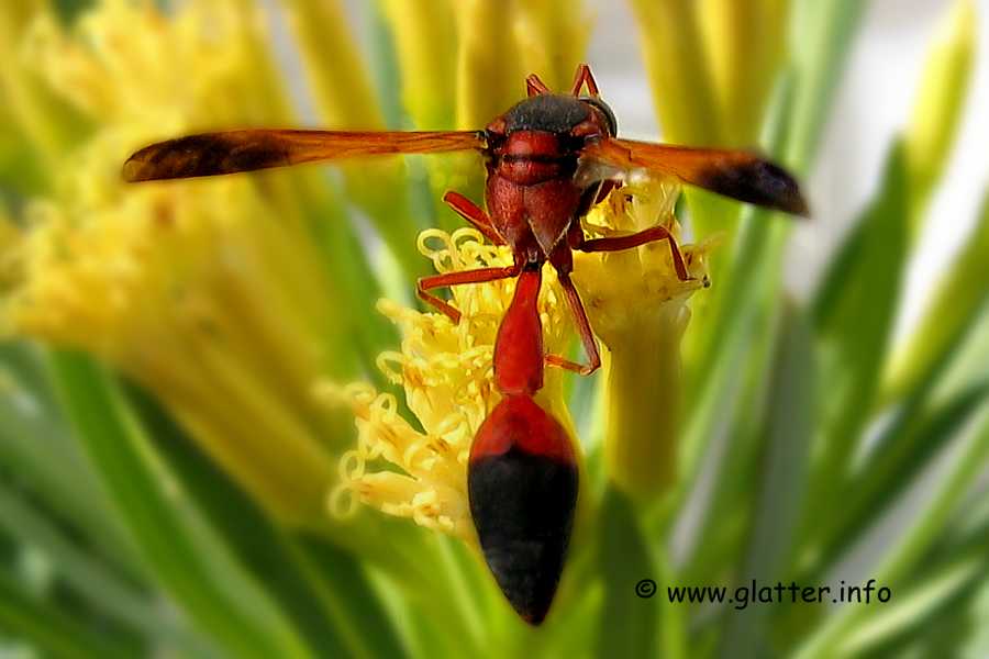 Mnnchen von Delta dimidiatipenne