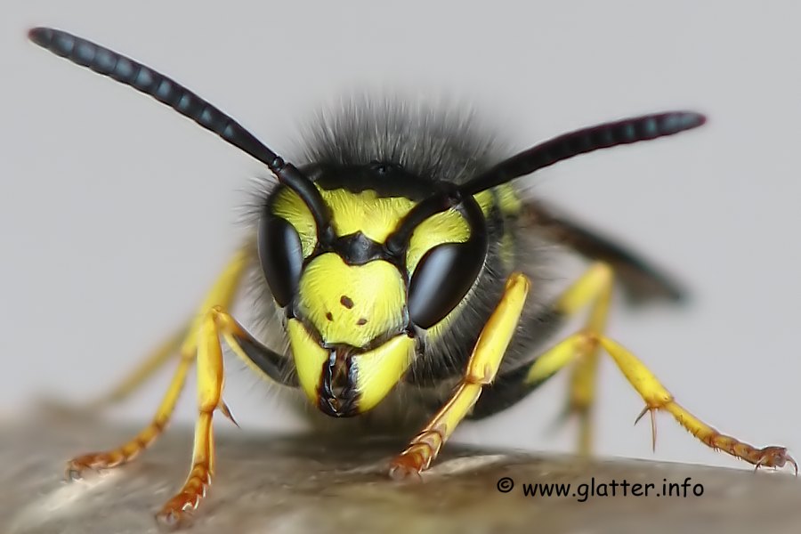 Deutsche Wespe (Vespula germanica)
