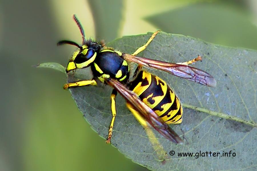Deutsche Wespe (Vespula germanica)