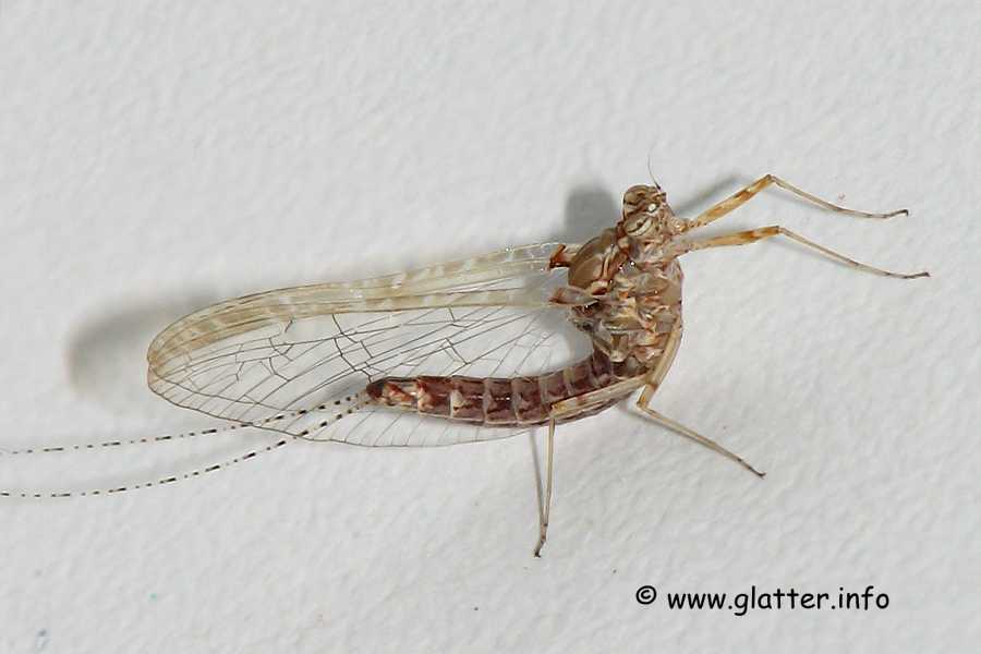 Eintagsfliege