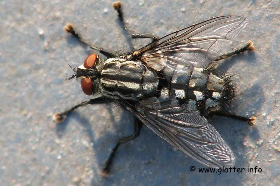 Graue Fleischfliege (Sarcophaga carnaria)
