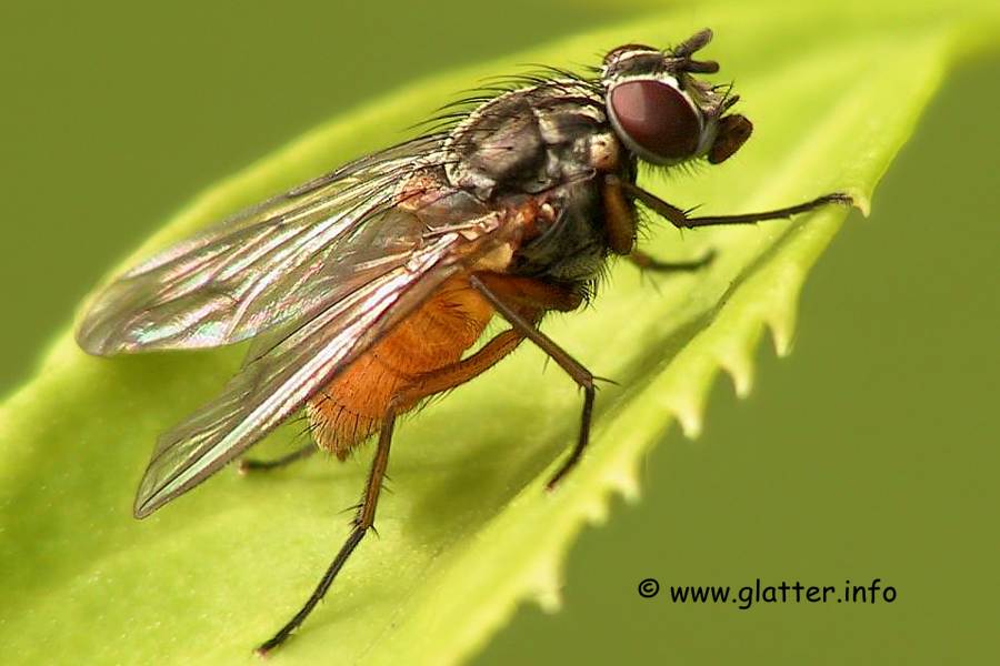 Fliege
