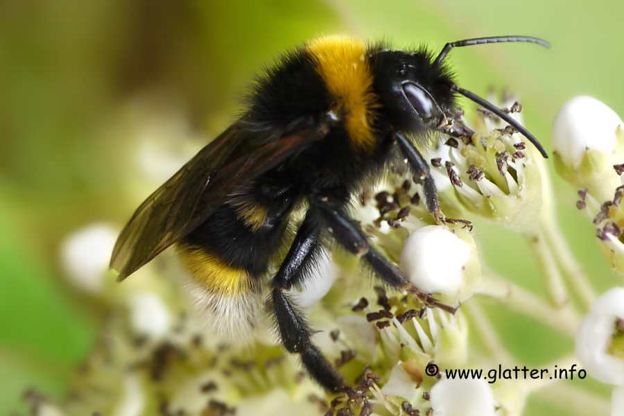Gartenhummel (Bombus hortorum)