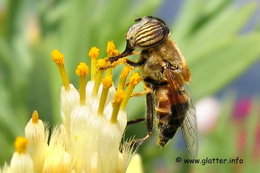 Geile Schwebfliege (Eristalinus taeniops)