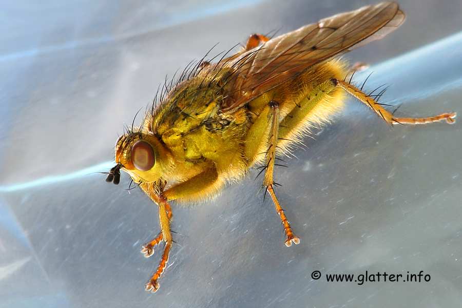 Gelbe Dungfliege