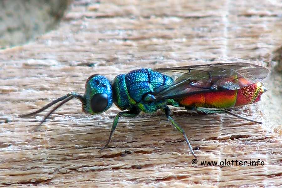 Gemeine Goldwespe Feuer-Goldwespe (Chrysis ignita)