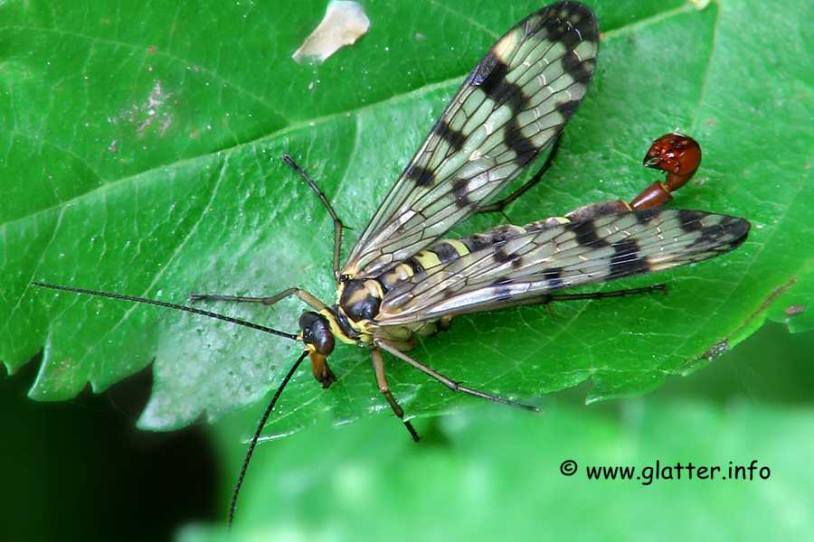 Gemeine Skorpionsfliege (Panorpa communis)