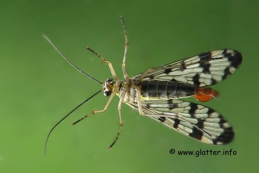 Gemeine Skorpionsfliege (Panorpa communis)