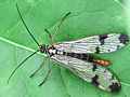 Gemeine Skorpionsfliege (Panorpa communis)