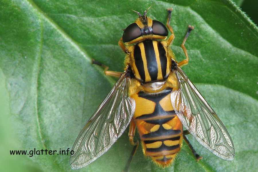 Gemeine Sumpfschwebfliege (Helophilus pendulus) 